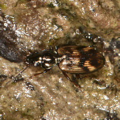 Bembidion versicolor
