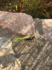 Acrometopa servillea