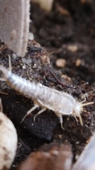 Ctenolepisma longicaudatum