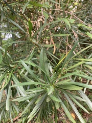 Podocarpus coriaceus