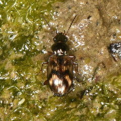 Bembidion versicolor