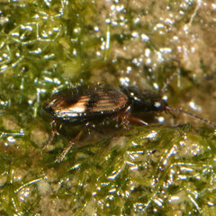Bembidion versicolor