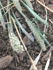 Sporobolus alopecuroides