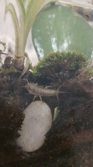 Ctenolepisma longicaudatum