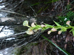 Pterostylis vittata