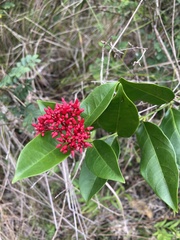 Pinochia corymbosa portoricensis