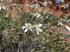 Clematis songorica