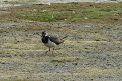 Vanellus vanellus