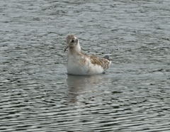 Chroicocephalus ridibundus