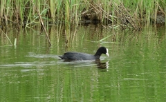 Fulica atra