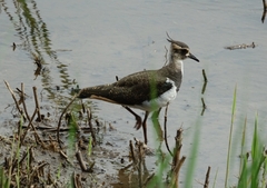 Vanellus vanellus
