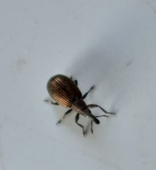 Perapion antiquum