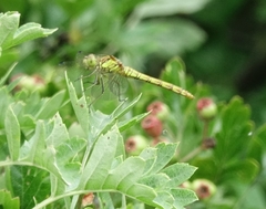 Sympetrum striolatum