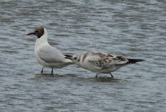 Chroicocephalus ridibundus