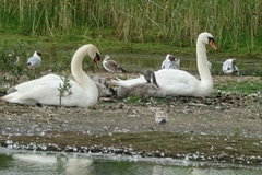 Cygnus olor