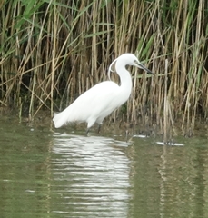 Egretta garzetta
