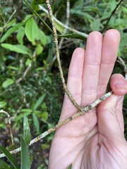 Dracaena reflexa image