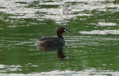Tachybaptus ruficollis