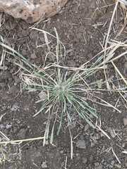 Sporobolus alopecuroides