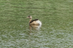 Tachybaptus ruficollis