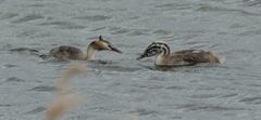 Podiceps cristatus
