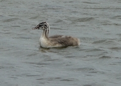 Podiceps cristatus