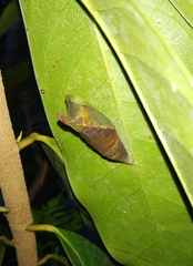 Graphium agamemnon