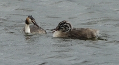 Podiceps cristatus