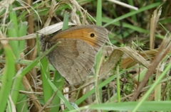 Maniola jurtina