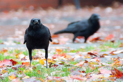 Corvus brachyrhynchos