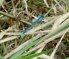 Enallagma cyathigerum