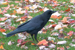 Corvus brachyrhynchos