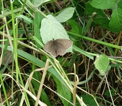 Aphantopus hyperantus