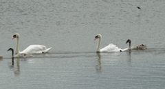 Cygnus olor