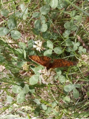 Melitaea athalia