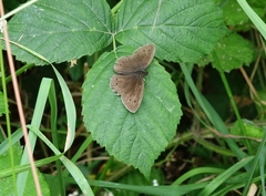 Aphantopus hyperantus