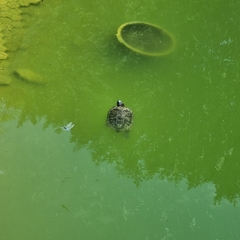 Trachemys scripta