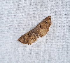 Epiplema reticulata