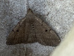 Zanclognatha protumnusalis