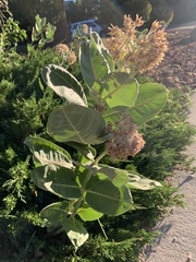 Asclepias speciosa