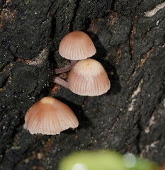 Mycena clarkeana