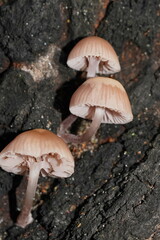Mycena clarkeana