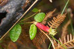Correa reflexa speciosa