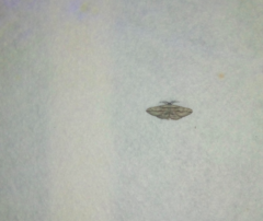 Ecleora solieraria