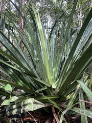 Pandanus vandamii