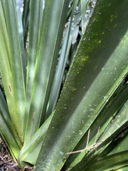 Pandanus vandamii