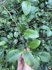 Suregada