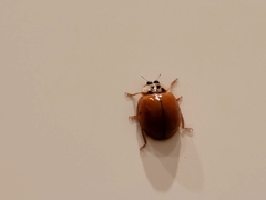 Harmonia axyridis