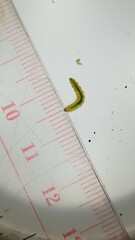 Pseudodineura fuscula