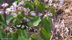 Gnophaela latipennis